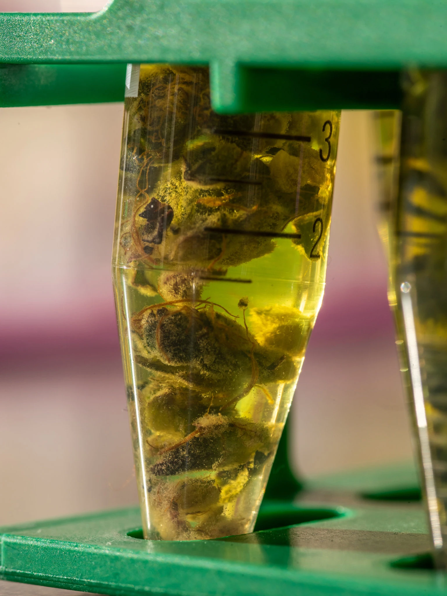A Hidden Origin Story of the CBD Craze