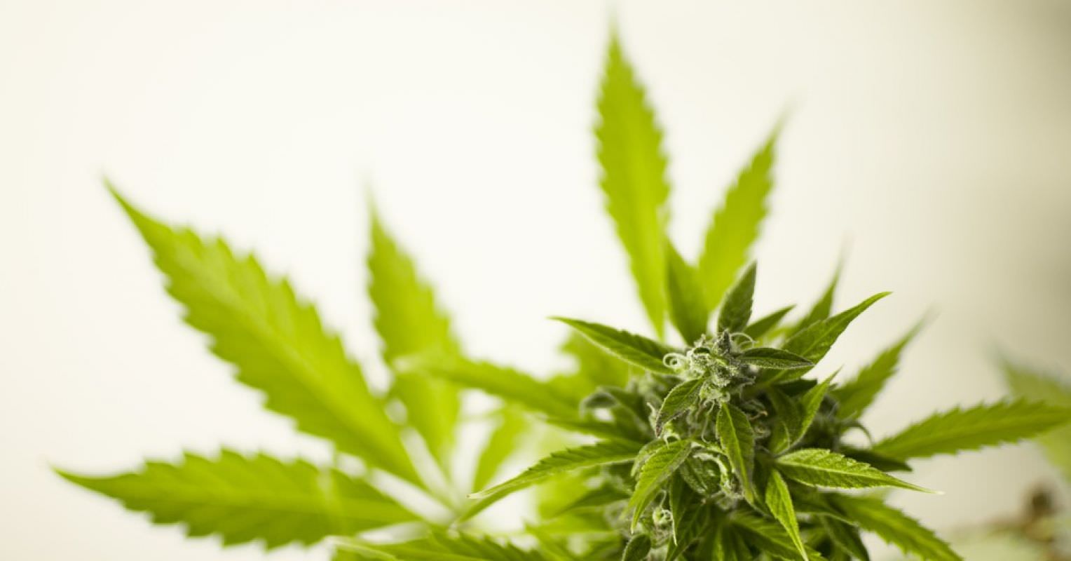 March 2018 AJP Editor Spotlight: Cannabidiol as an Adjunctive Therapy in Schizophrenia