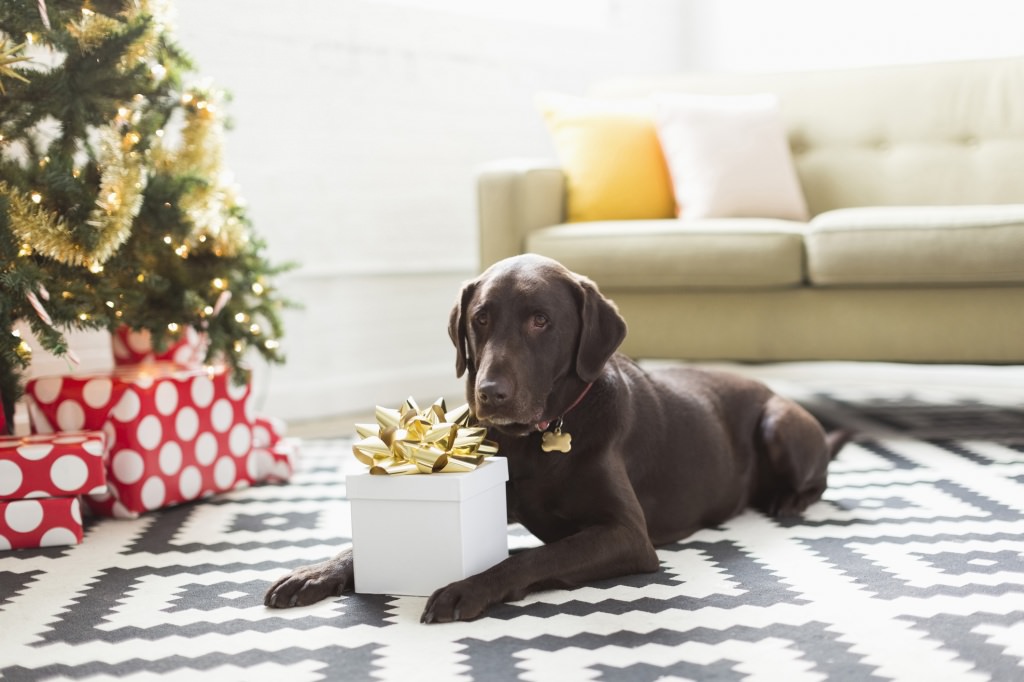 CBD Could Help Your Dog This Holiday Season: Here's How