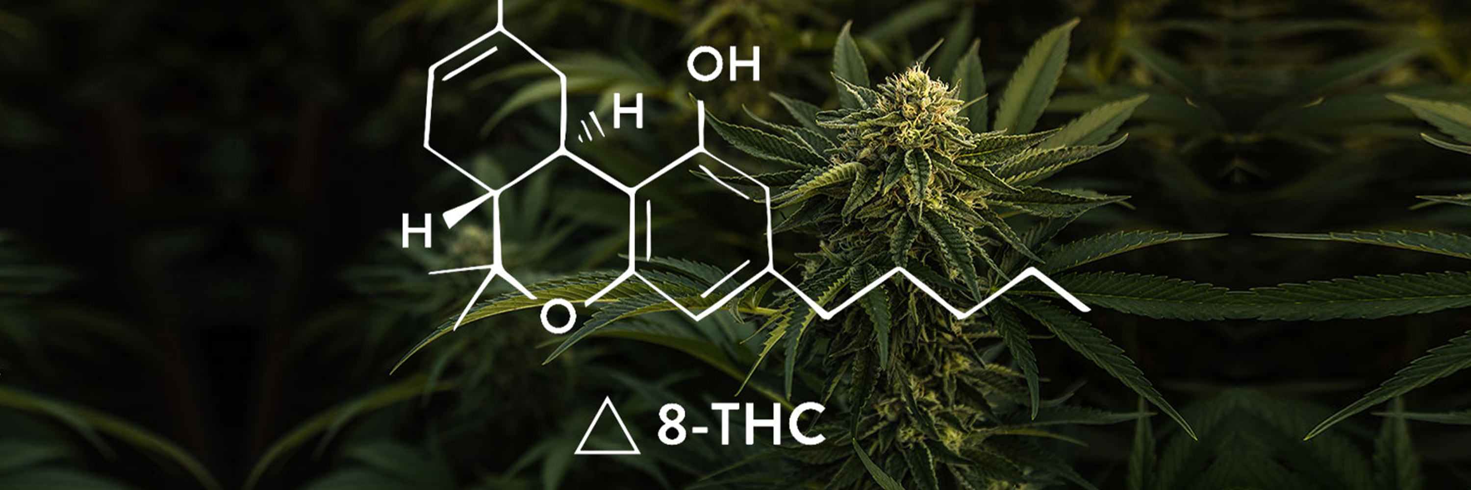 Nonprofits Focus Lens on Delta-8-THC
