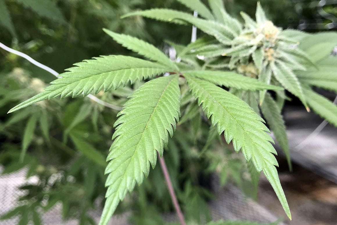 High anxiety over federal weed loophole