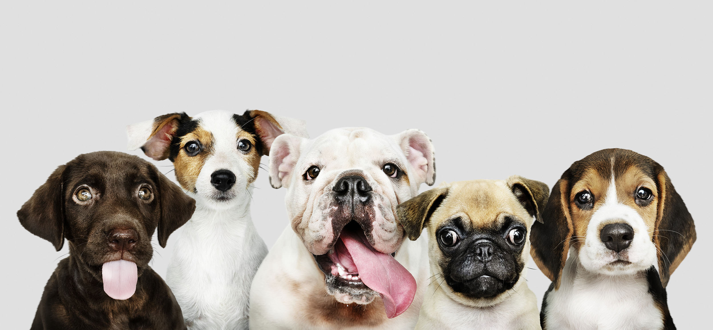 Start a CBD Wellness Routine for Your Pet in 5 Easy Steps