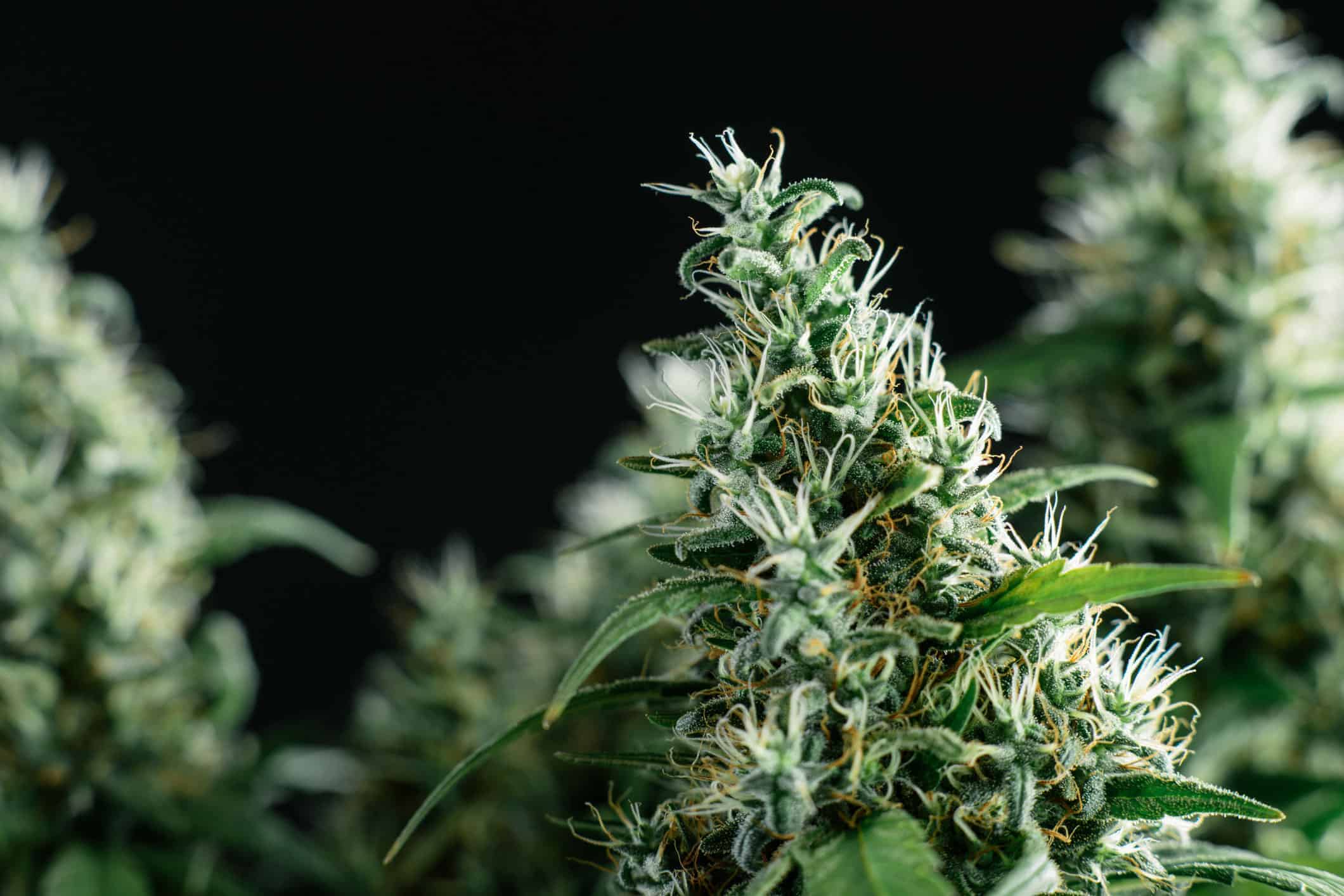 Worm Study Shows CBD Science Has a Way to Go: Cannabis Weekly